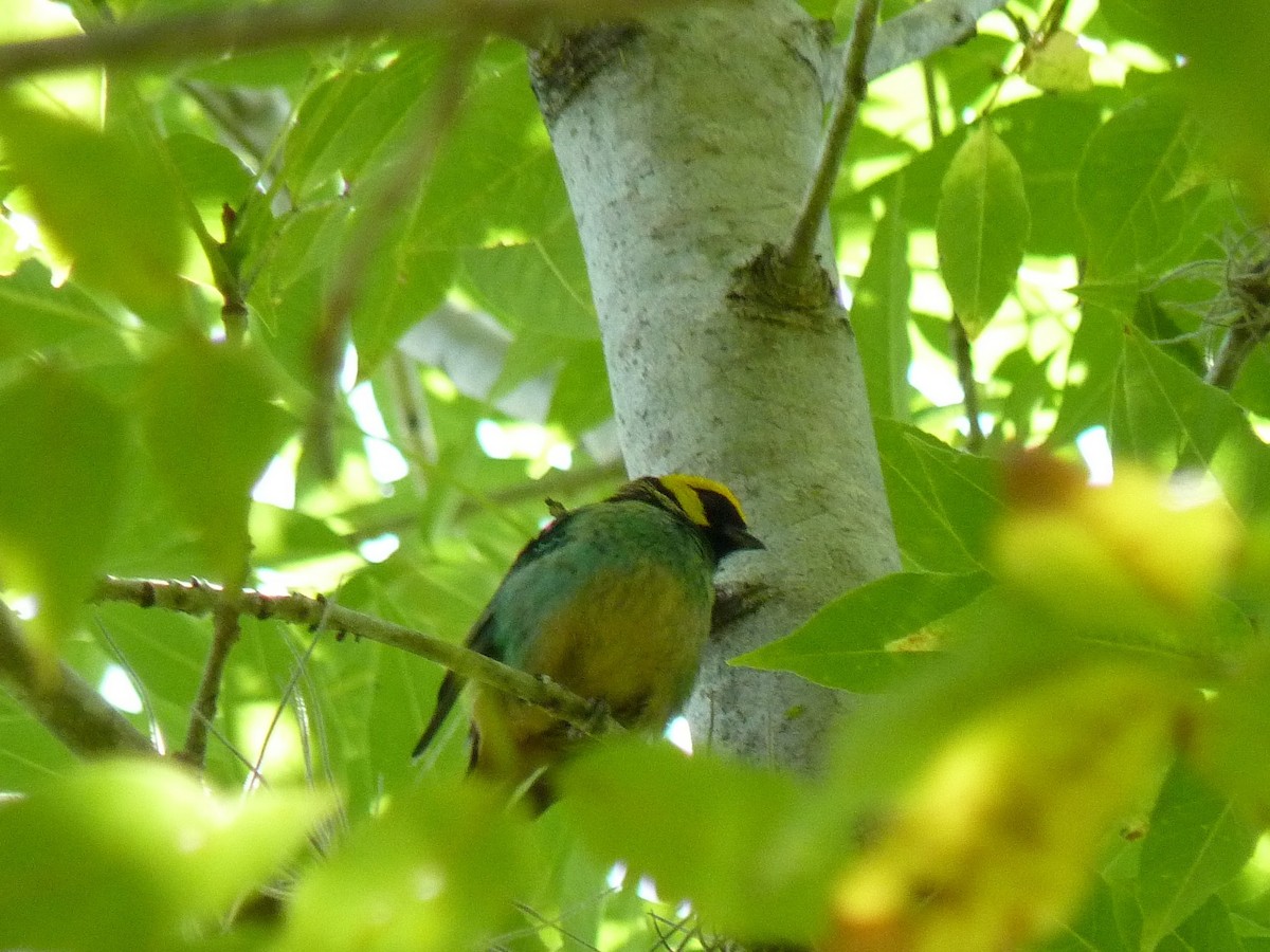 Saffron-crowned Tanager - ML428533191