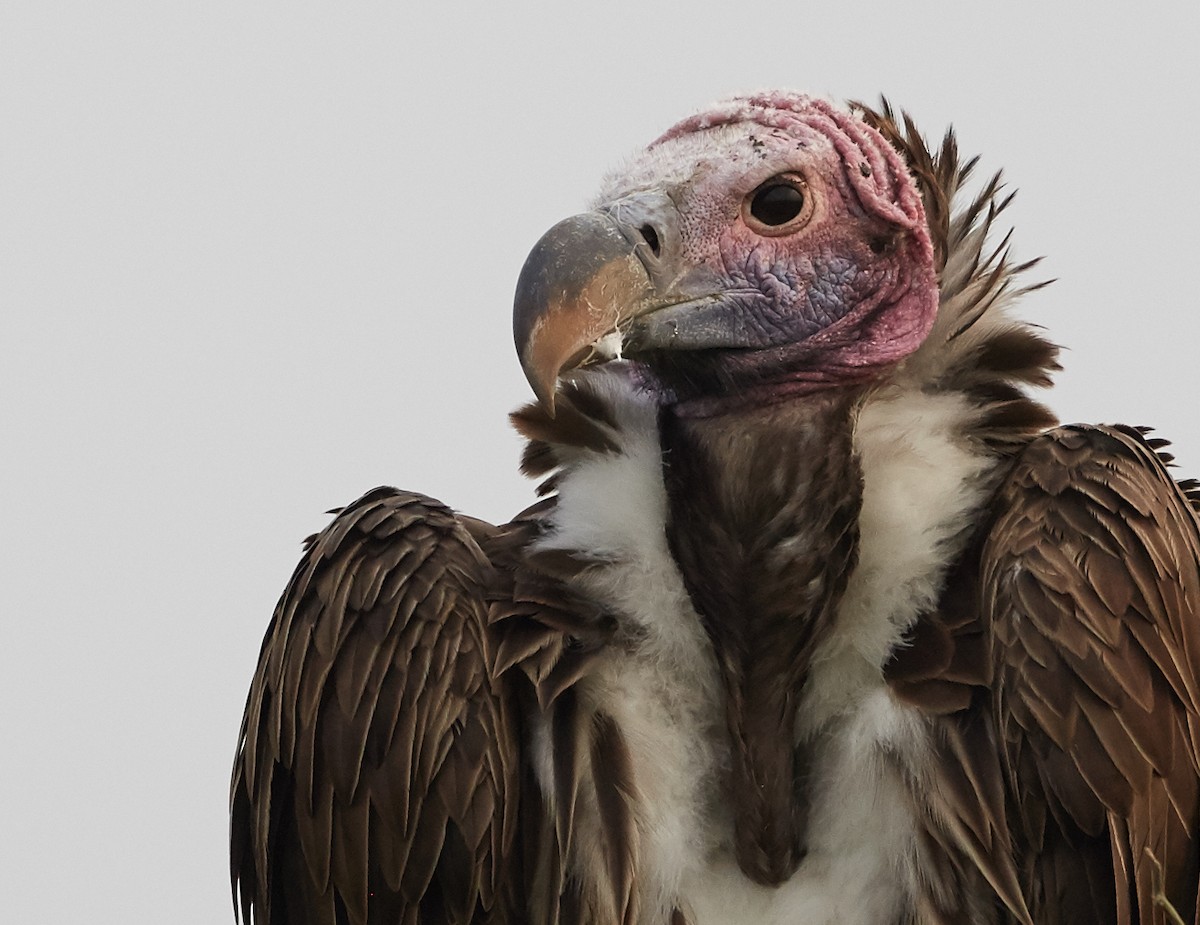 Lappet-faced Vulture - ML42853421