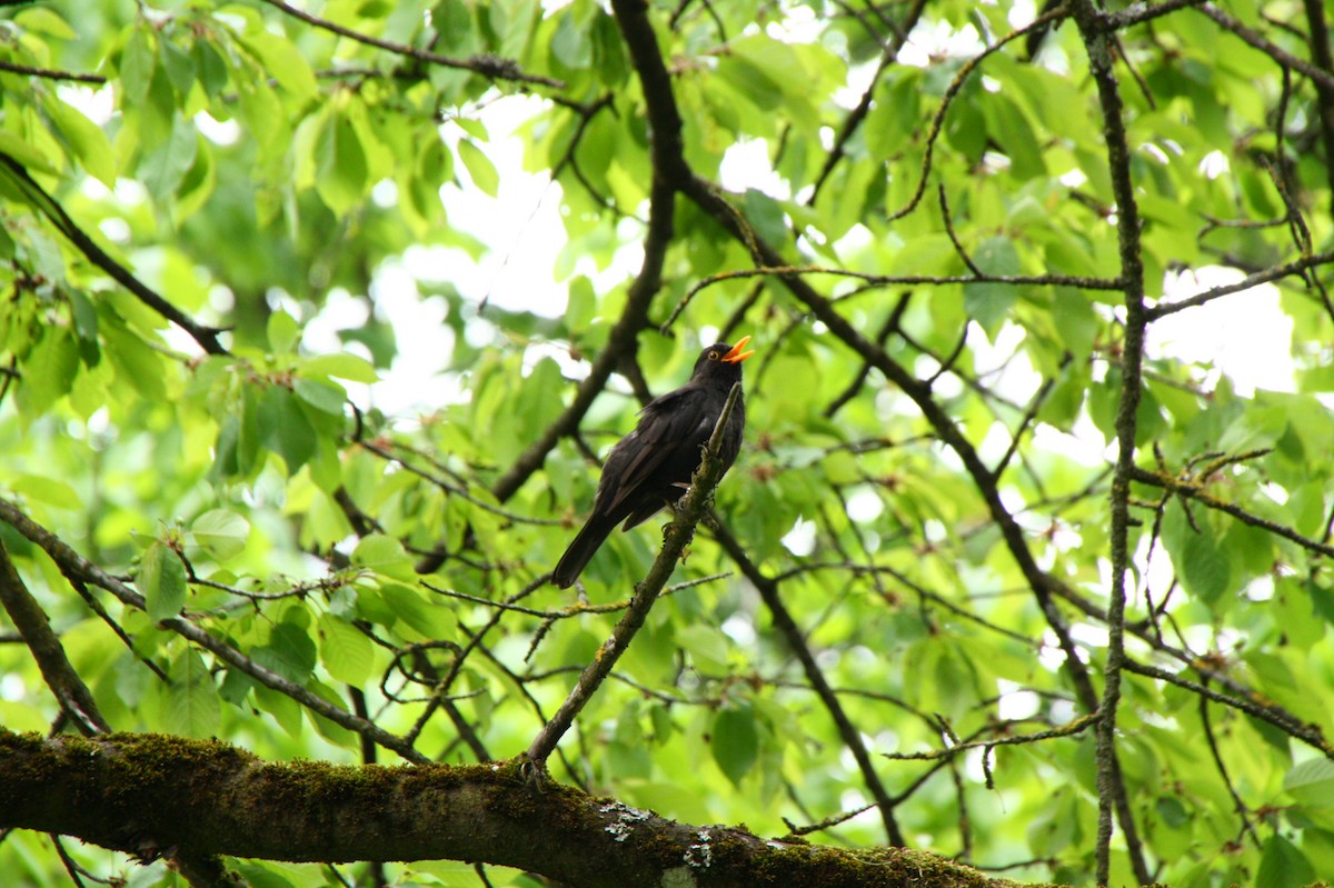 Eurasian Blackbird - Taka Kawakami