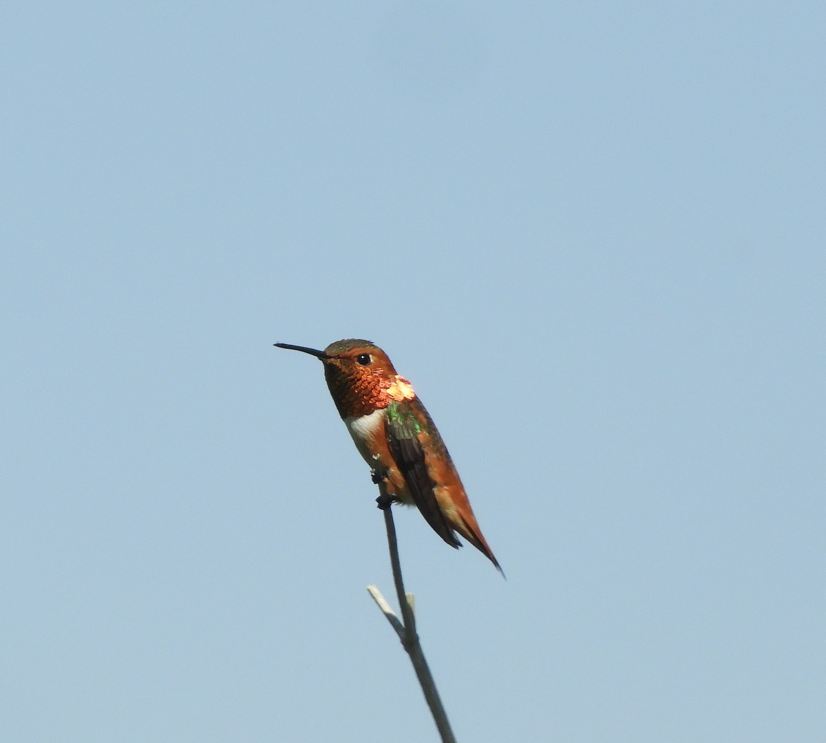 Allen's Hummingbird - ML428535991