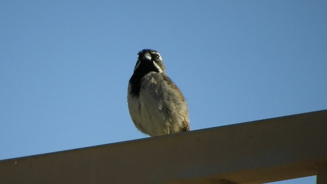 Black-throated Sparrow - ML428551021