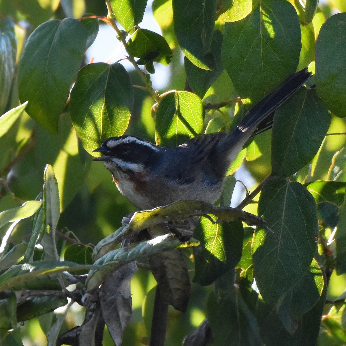 Plain-tailed Warbling Finch - ML428557161