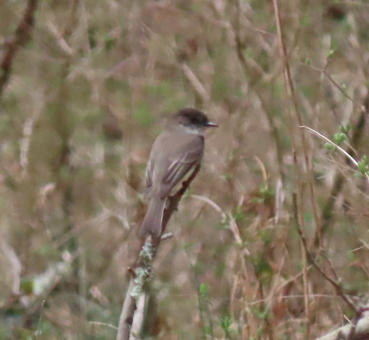 eBird Checklist - 25 Mar 2022 - Fairview Farm Wildlife Preserve - 23 