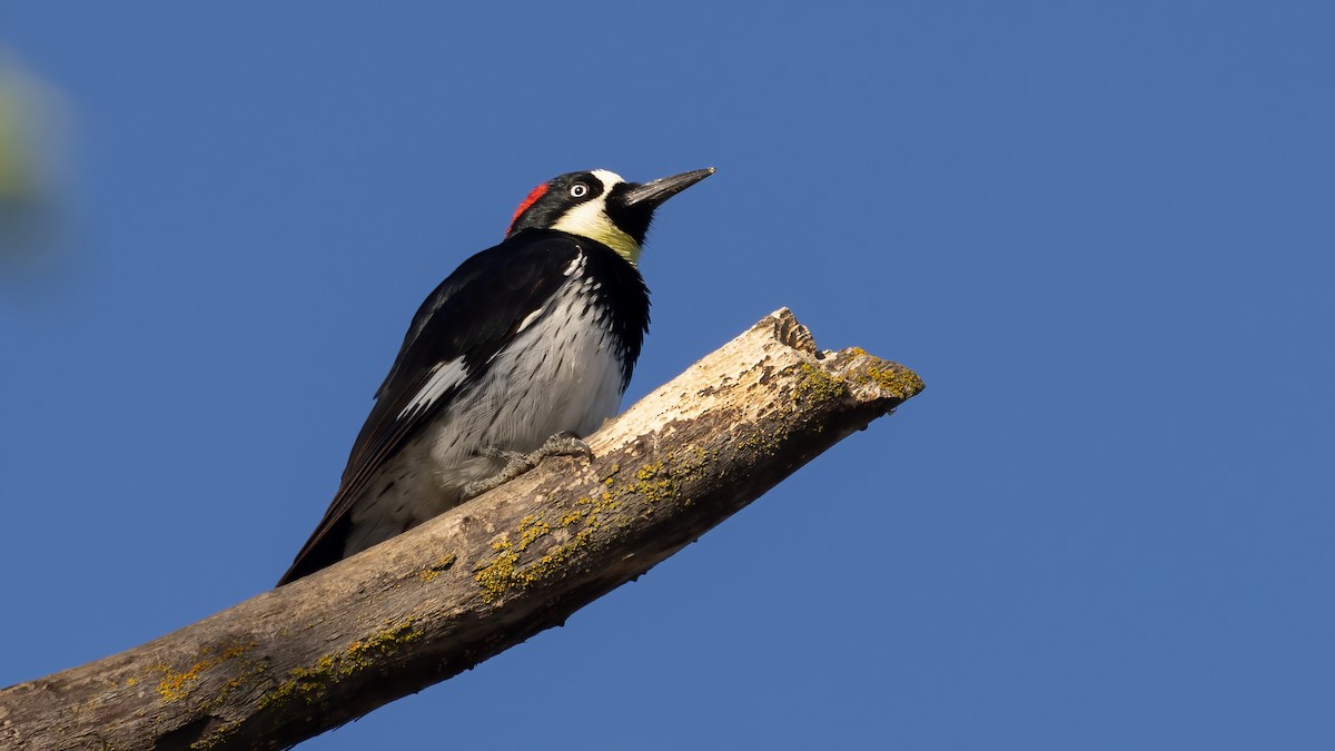 Acorn Woodpecker - ML428571921