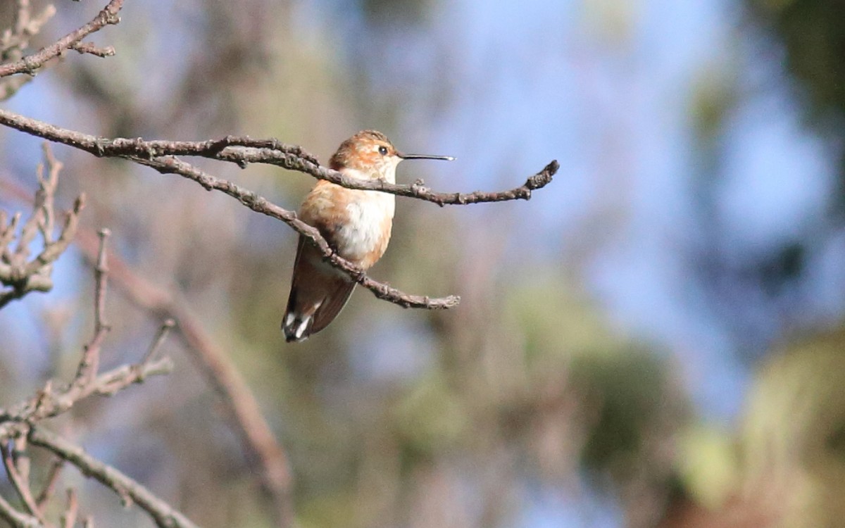 Rufous Hummingbird - Rick Folkening