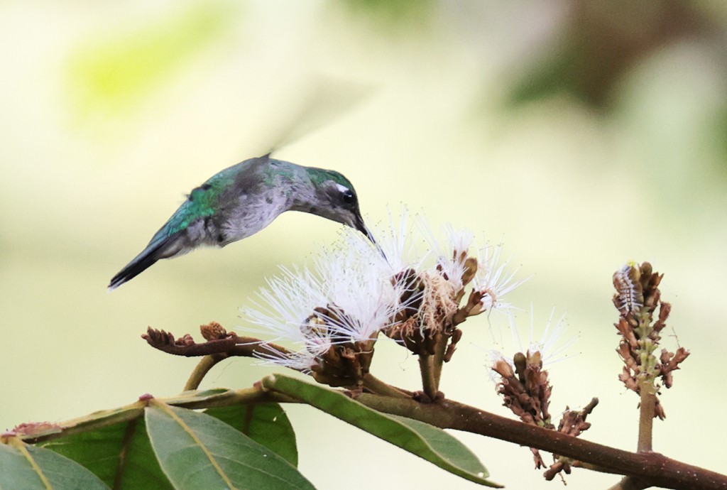 Emerald-chinned Hummingbird - ML428578821