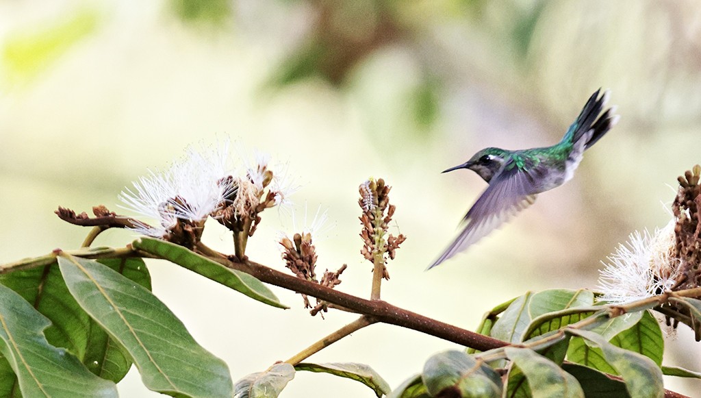 Emerald-chinned Hummingbird - ML428579051