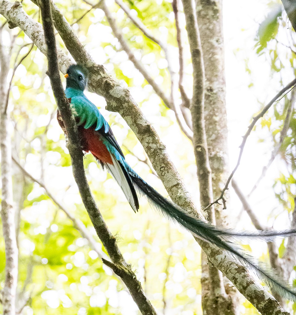 Quetzal Guatemalteco - ML428579861
