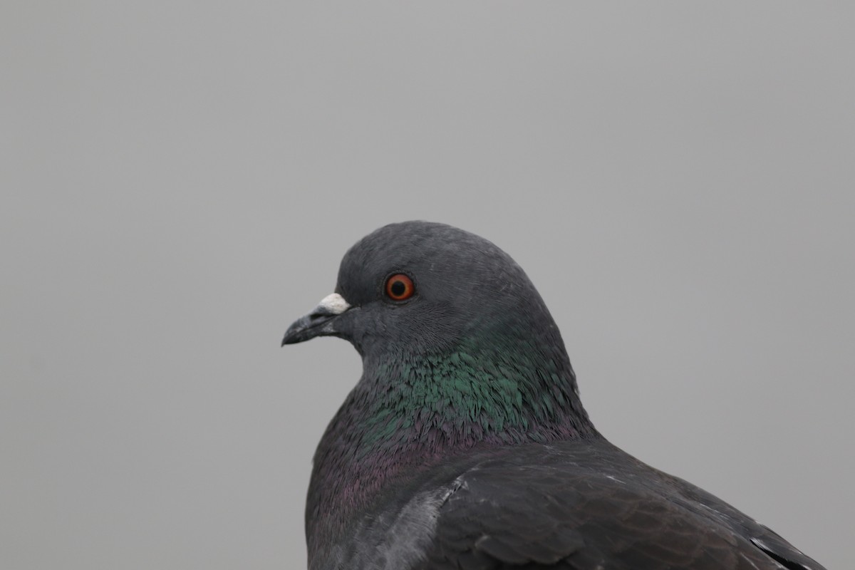 Pigeon biset (forme domestique) - ML428581881
