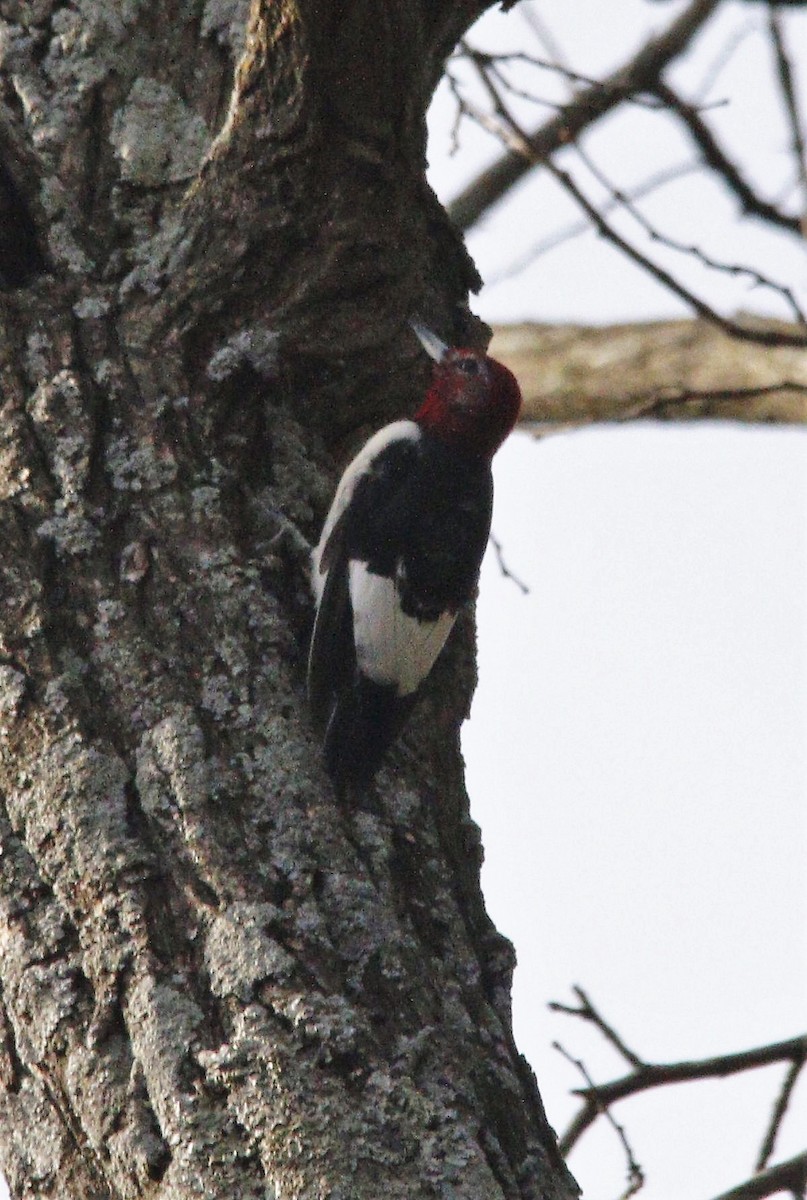 Red-headed Woodpecker - ML428583451