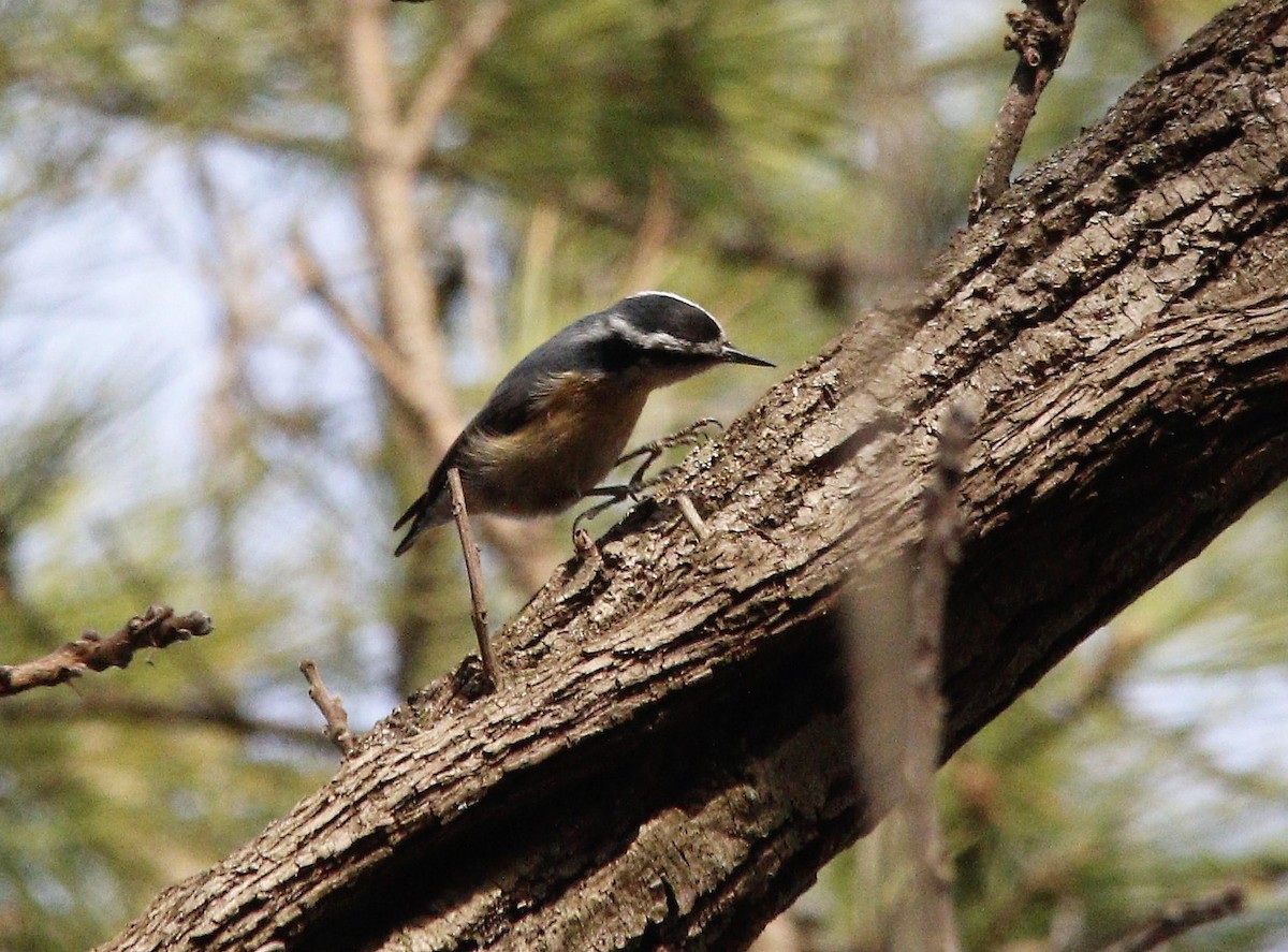Red-breasted Nuthatch - ML428583541
