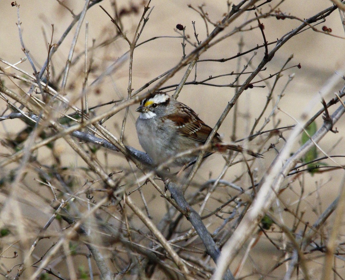 White-throated Sparrow - ML428583641