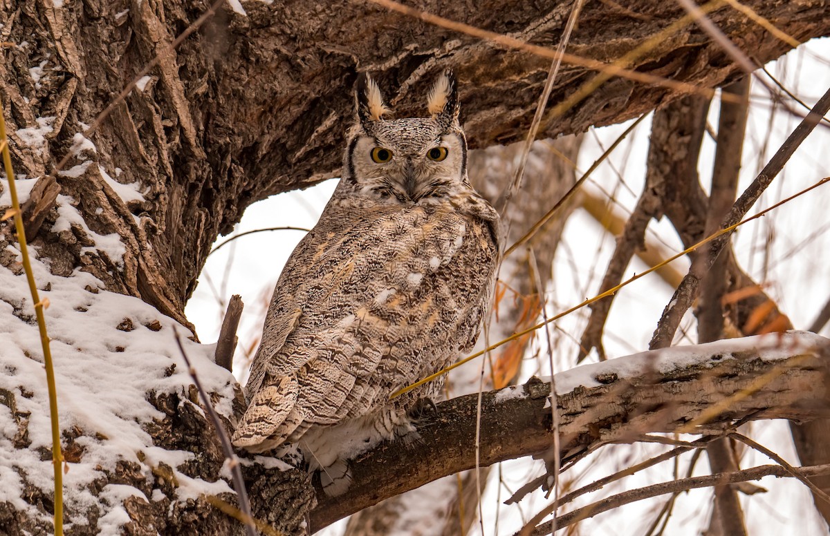 Great Horned Owl - ML428586091