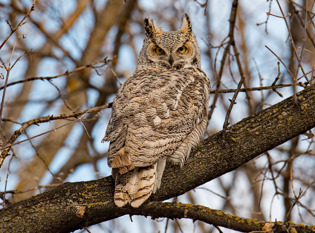 Great Horned Owl - ML428586101