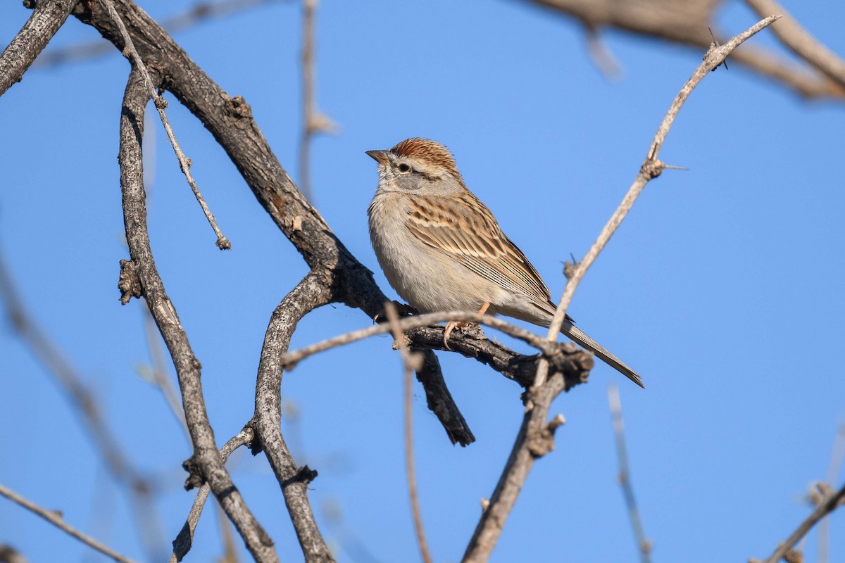 Chipping Sparrow - ML428586291
