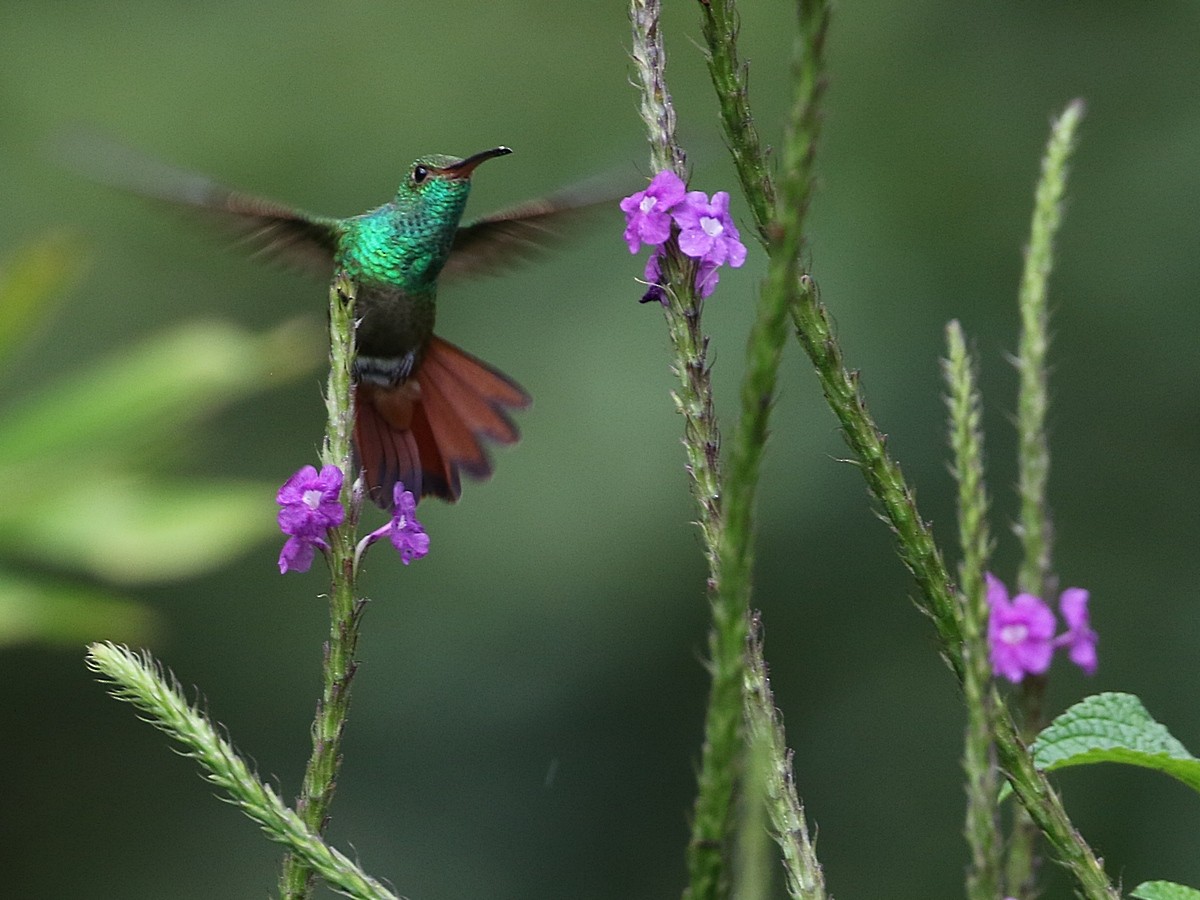 Rufous-tailed Hummingbird - ML428587501