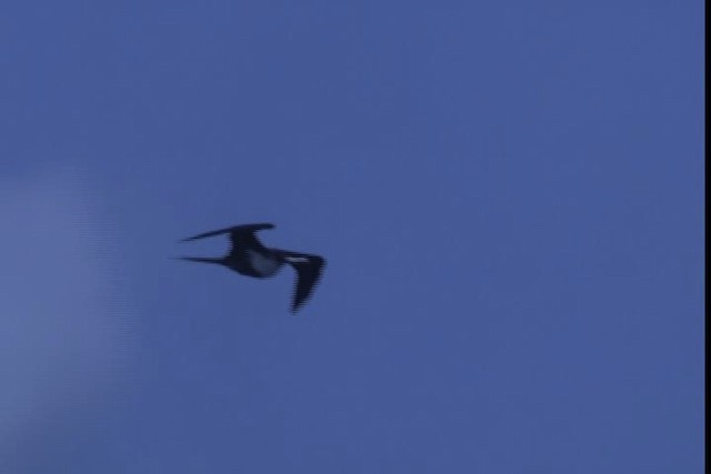 Lesser Frigatebird - ML428594
