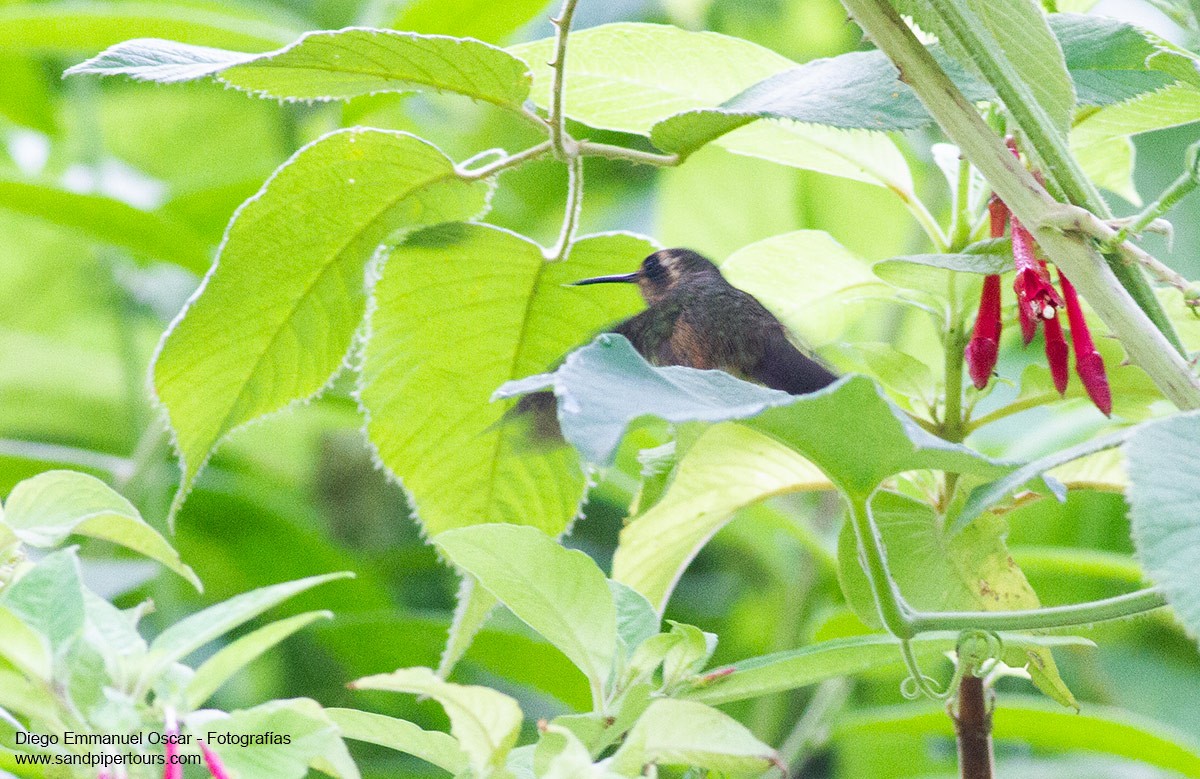 Speckled Hummingbird - ML428597261