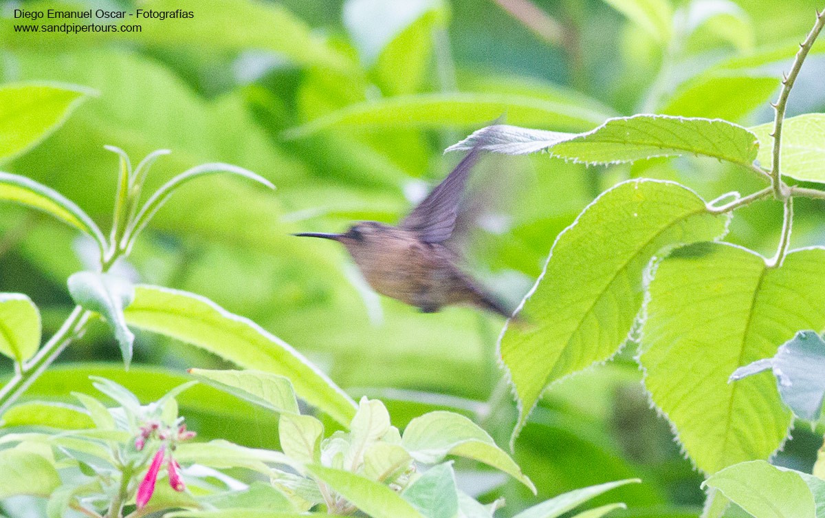 Speckled Hummingbird - ML428597271