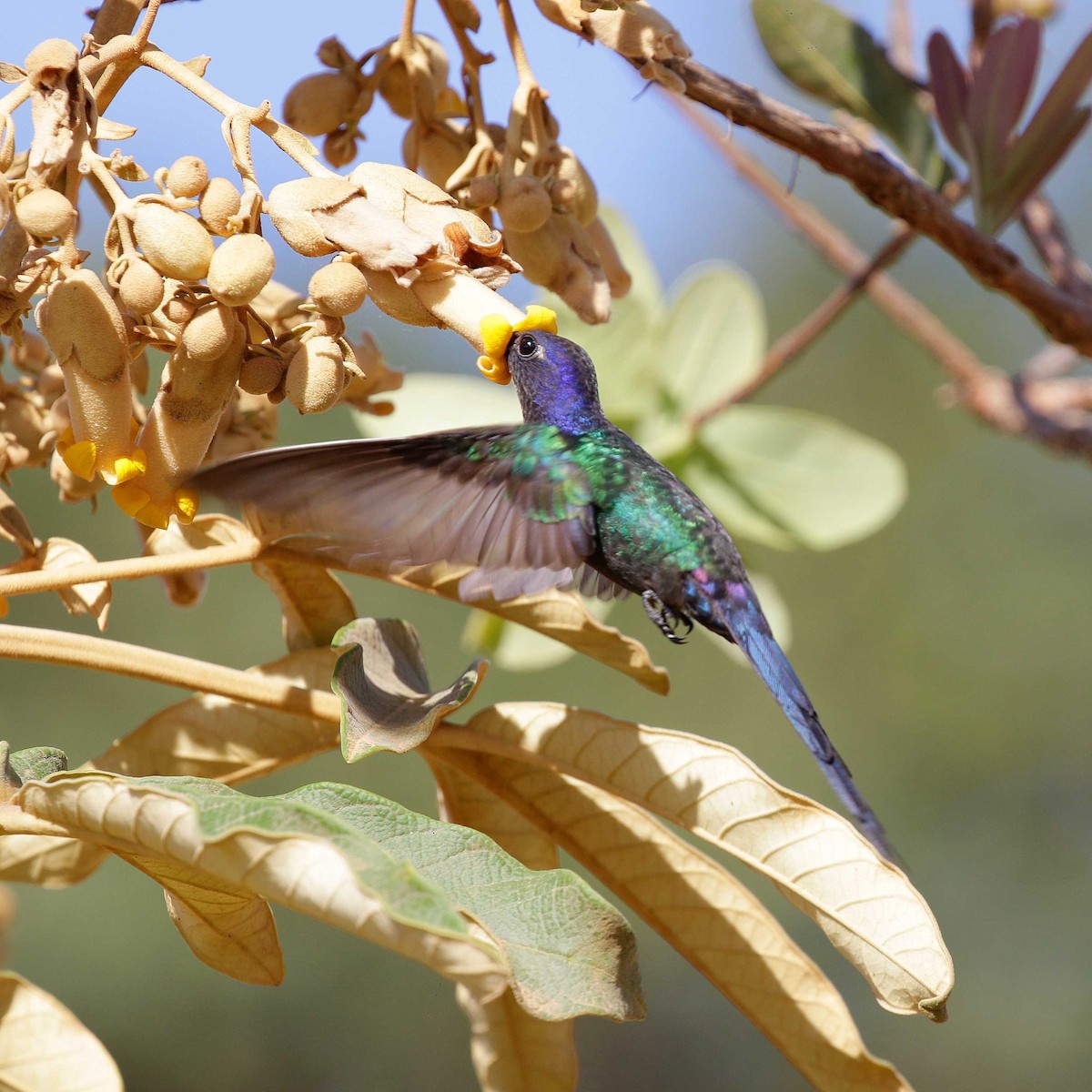 Swallow-tailed Hummingbird - ML428603111