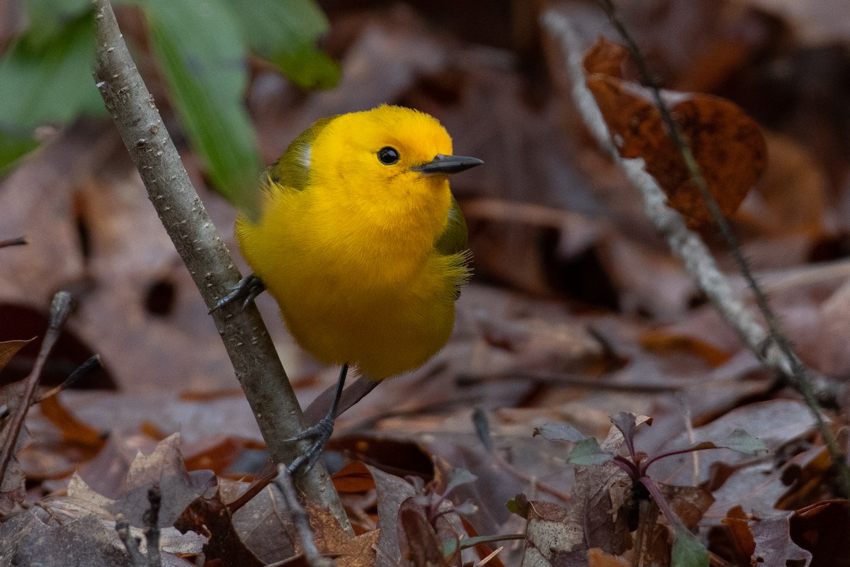 Prothonotary Warbler - ML428608371