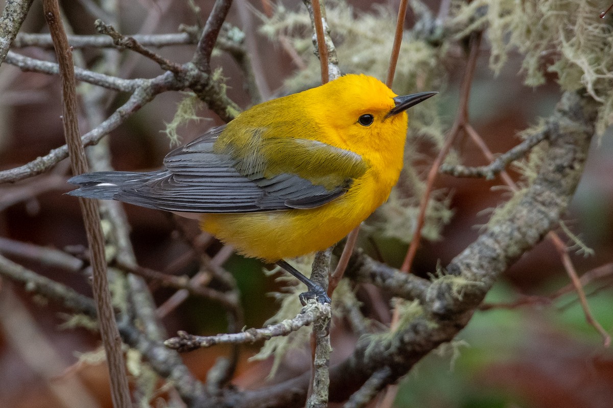 Prothonotary Warbler - Mike Tucker