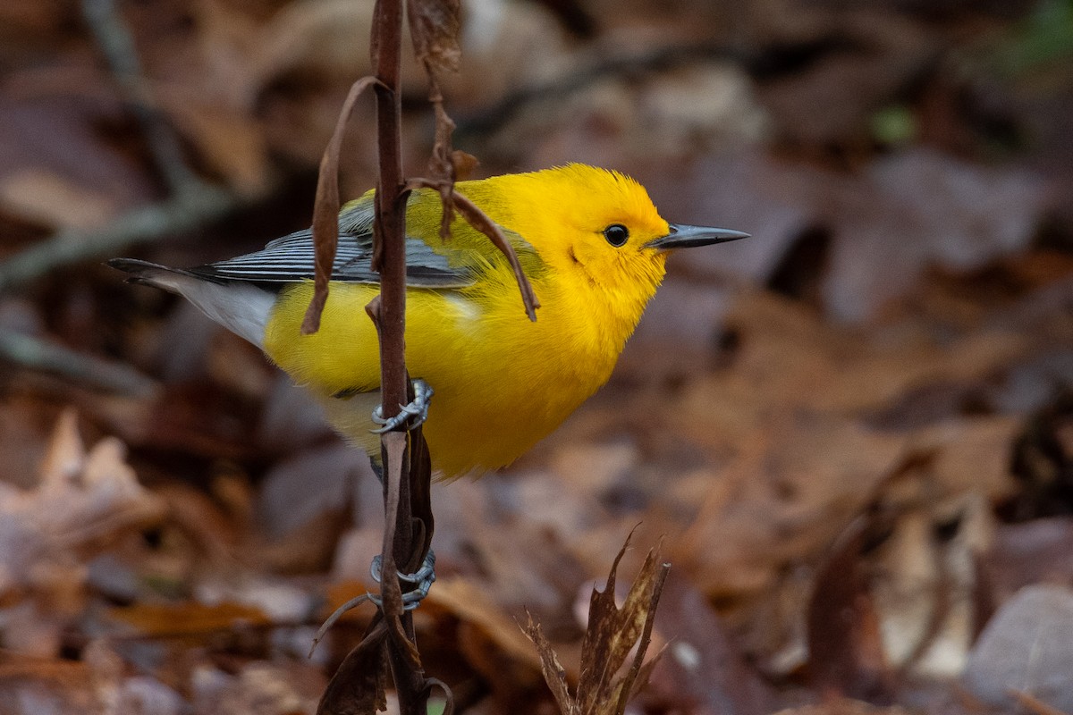 Prothonotary Warbler - ML428608451