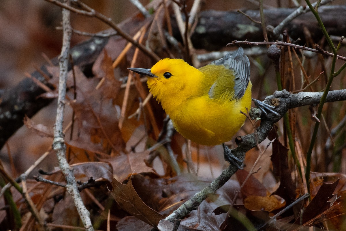 Prothonotary Warbler - ML428608461