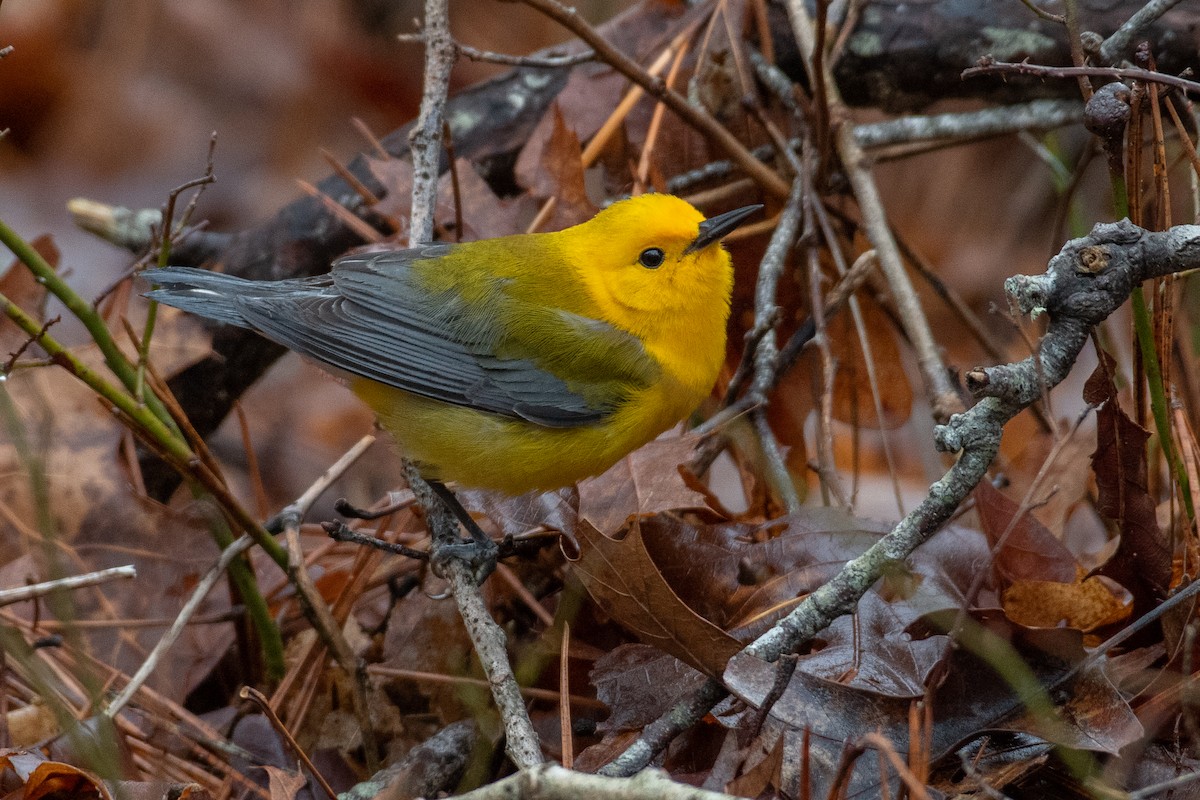 Prothonotary Warbler - ML428608491