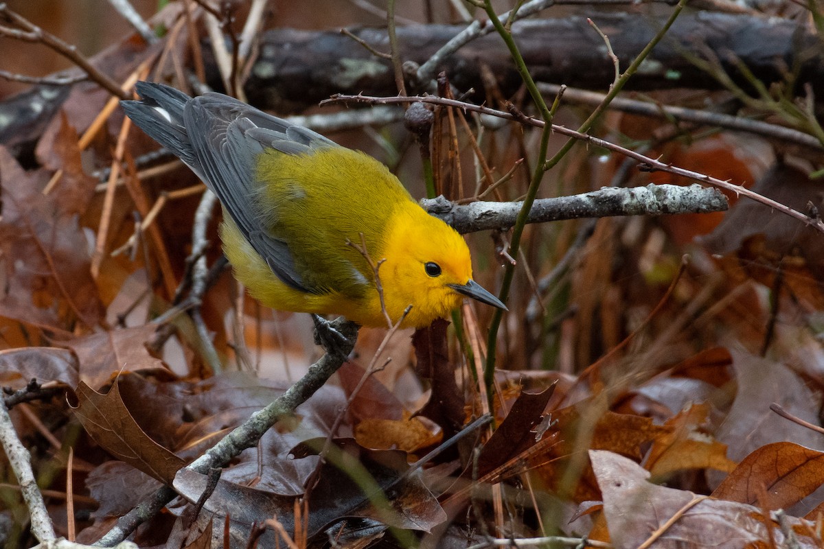 Prothonotary Warbler - ML428608501