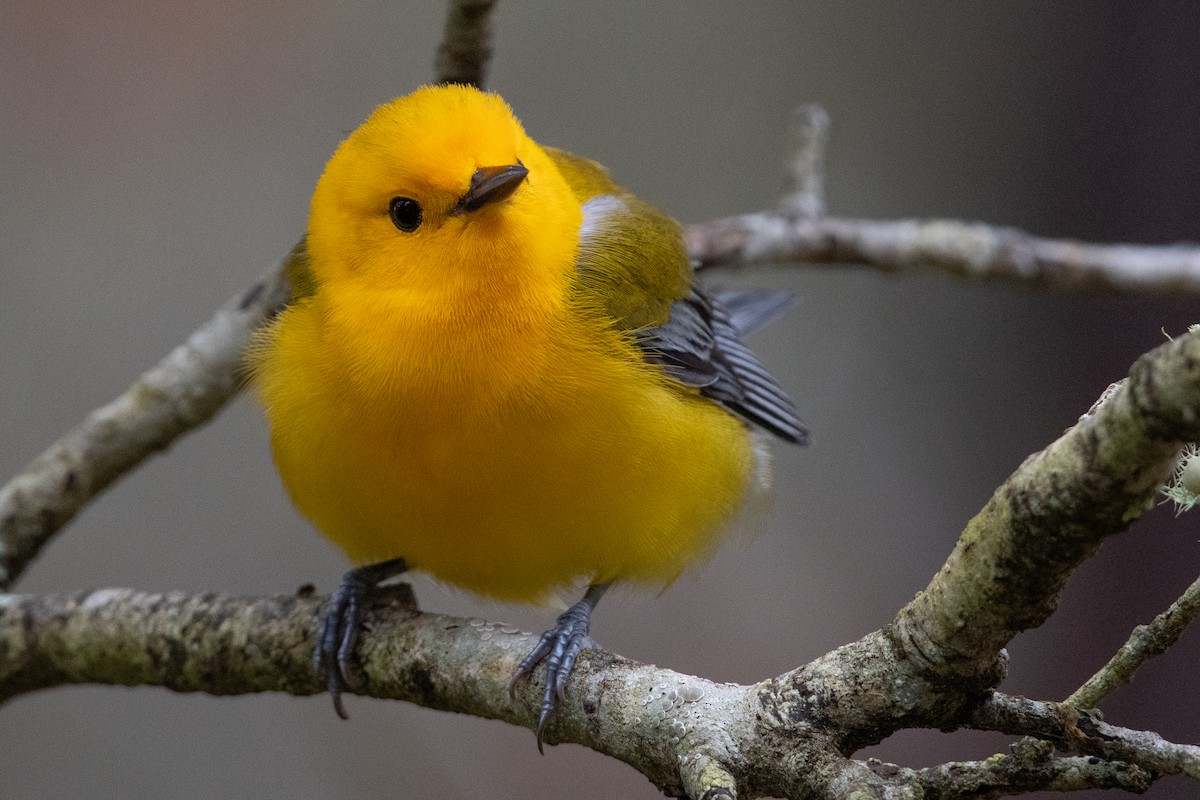 Prothonotary Warbler - ML428608511