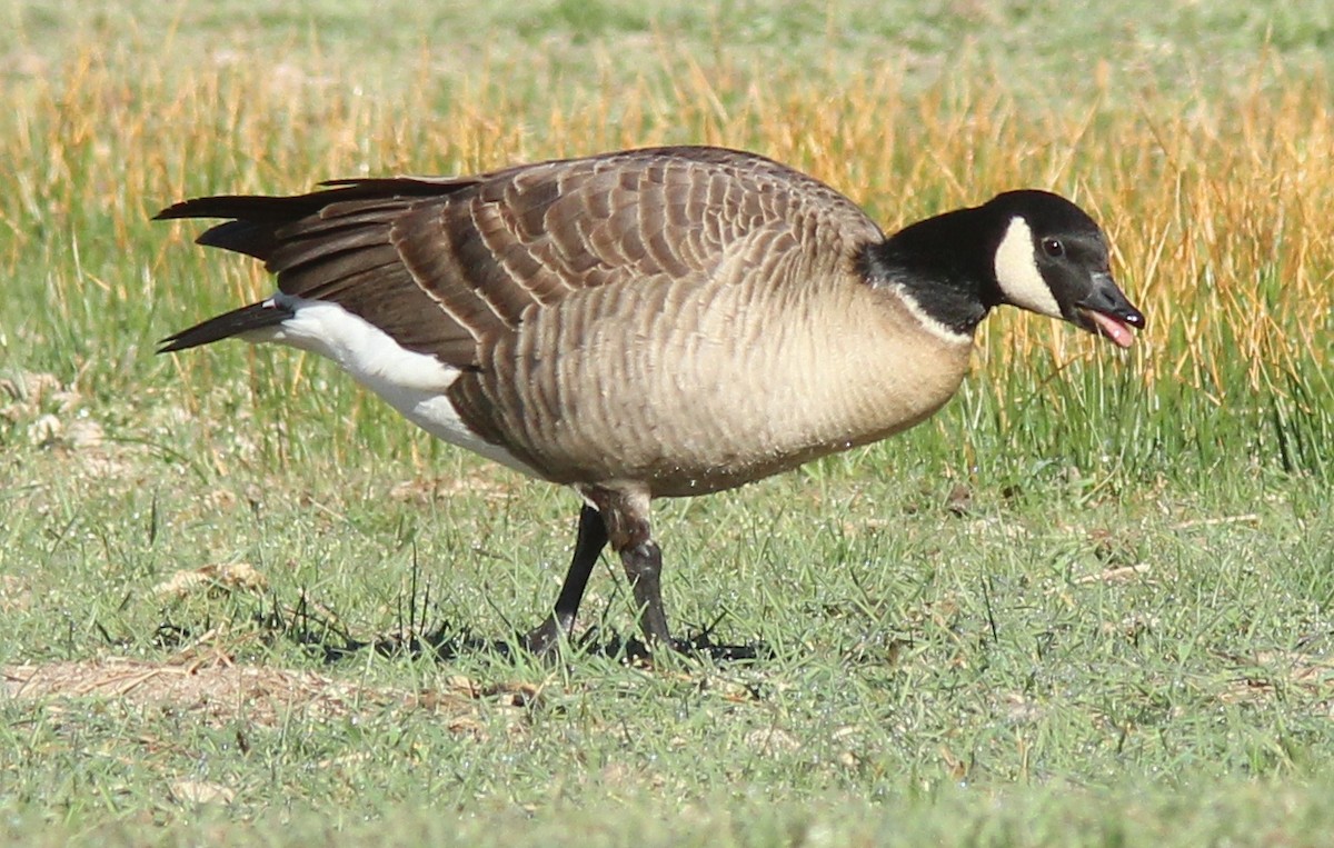 Cackling Goose (Aleutian) - ML428613621
