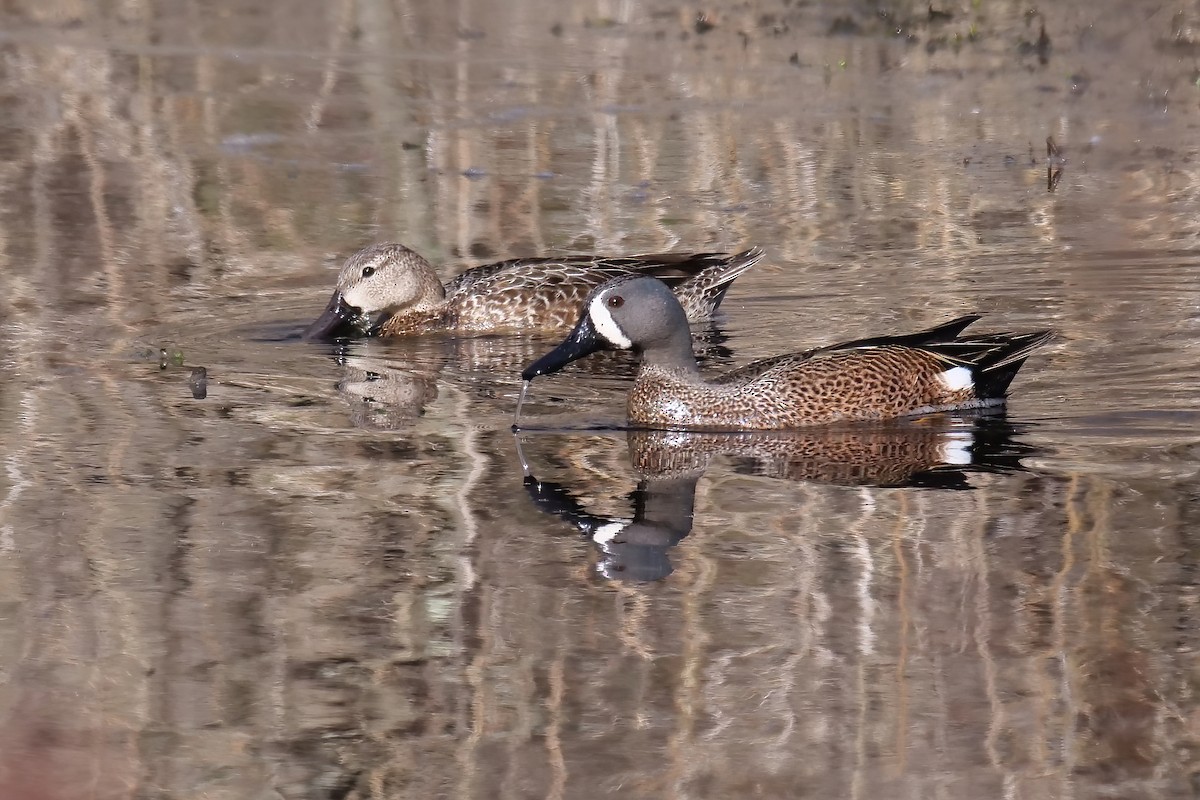 Blue-winged Teal - ML428615281