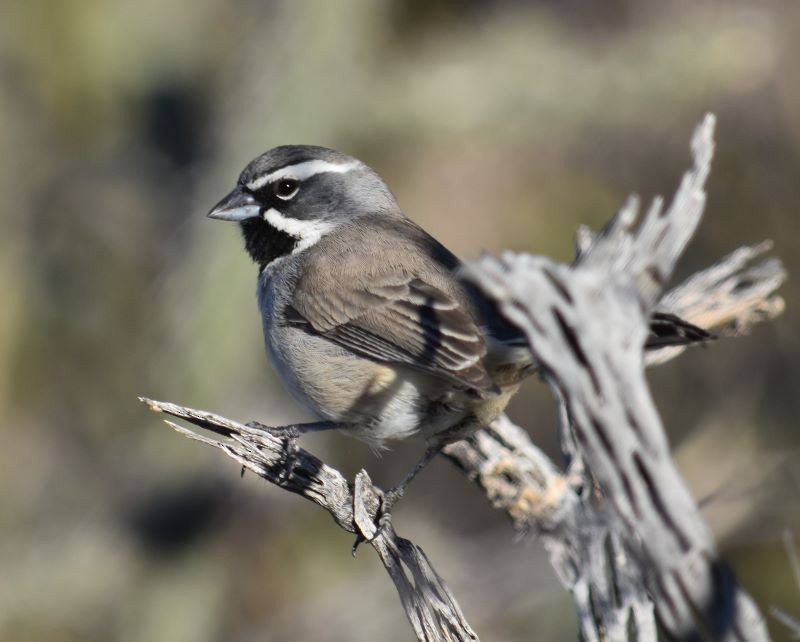 Black-throated Sparrow - ML428615441