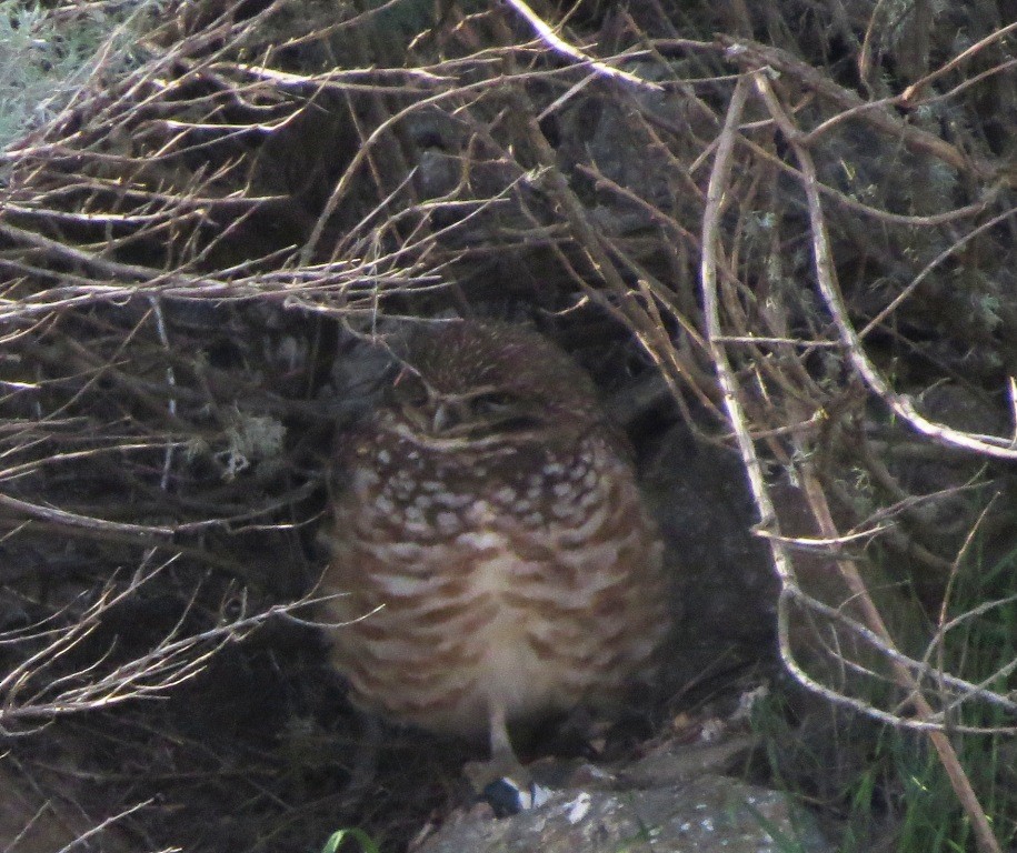 Burrowing Owl - ML428619141