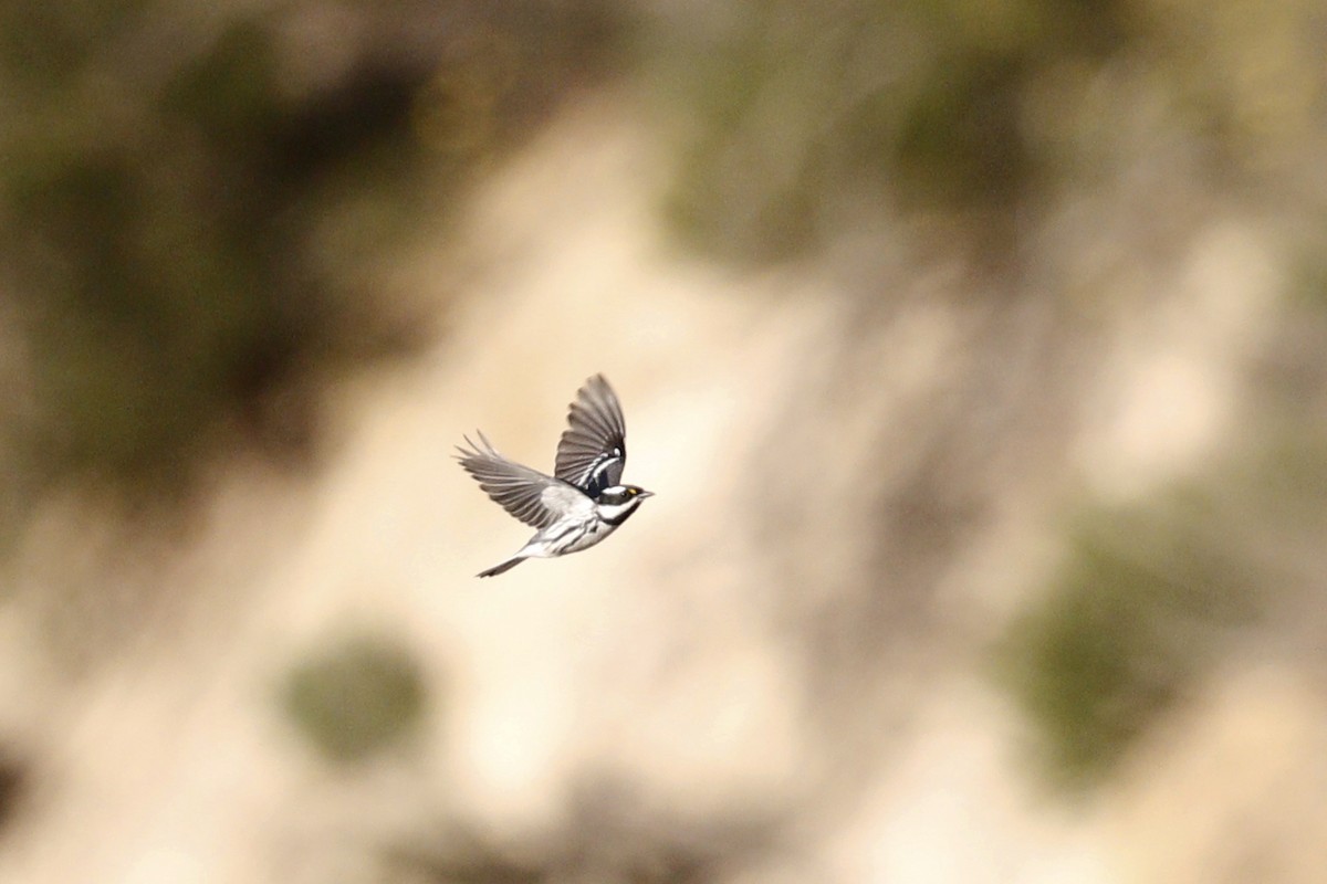 Black-throated Gray Warbler - ML428620201