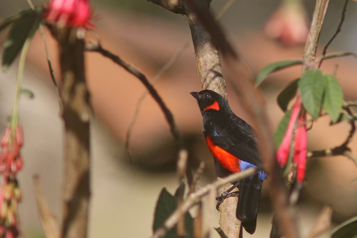 Scarlet-bellied Mountain Tanager - ML428621691