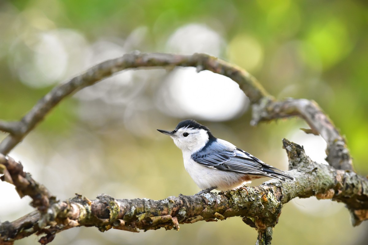 White-breasted Nuthatch - ML428622231