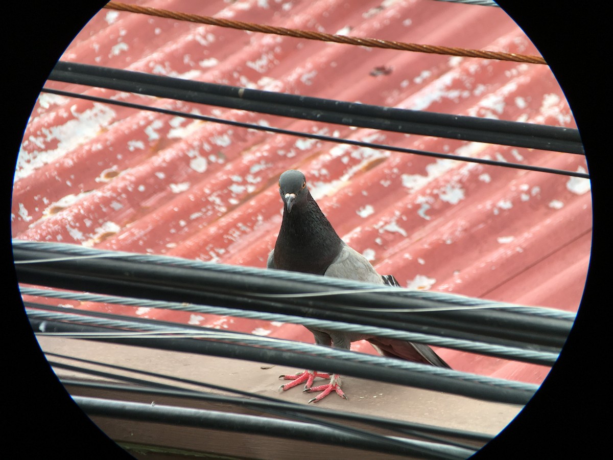 Rock Pigeon (Feral Pigeon) - ML428628311