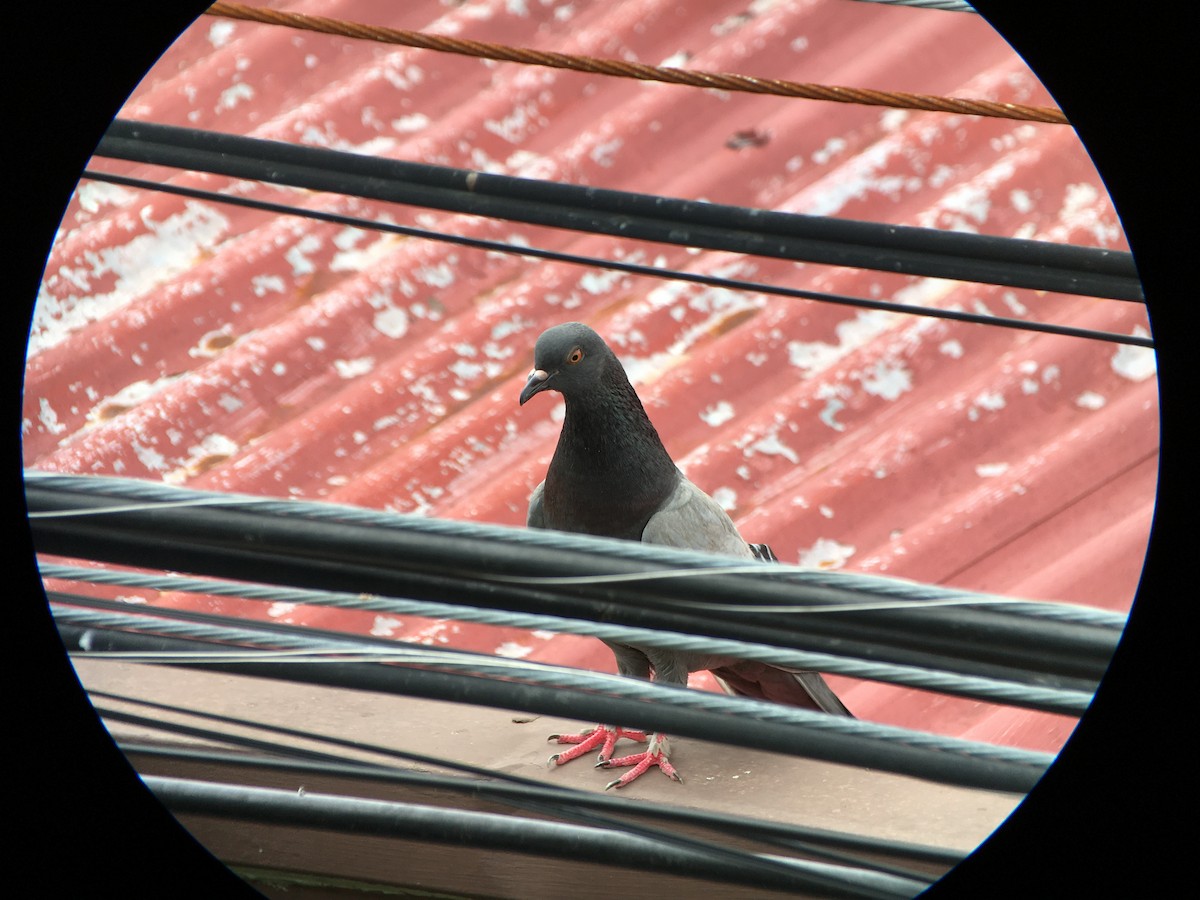 Rock Pigeon (Feral Pigeon) - ML428628381