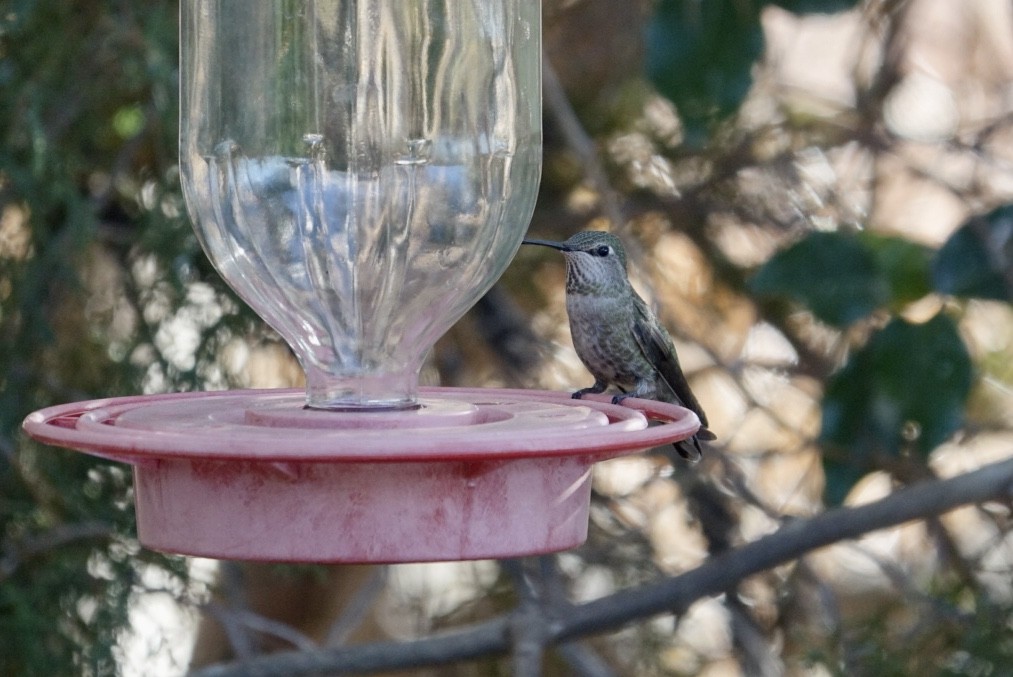 Anna's Hummingbird - ML428631561