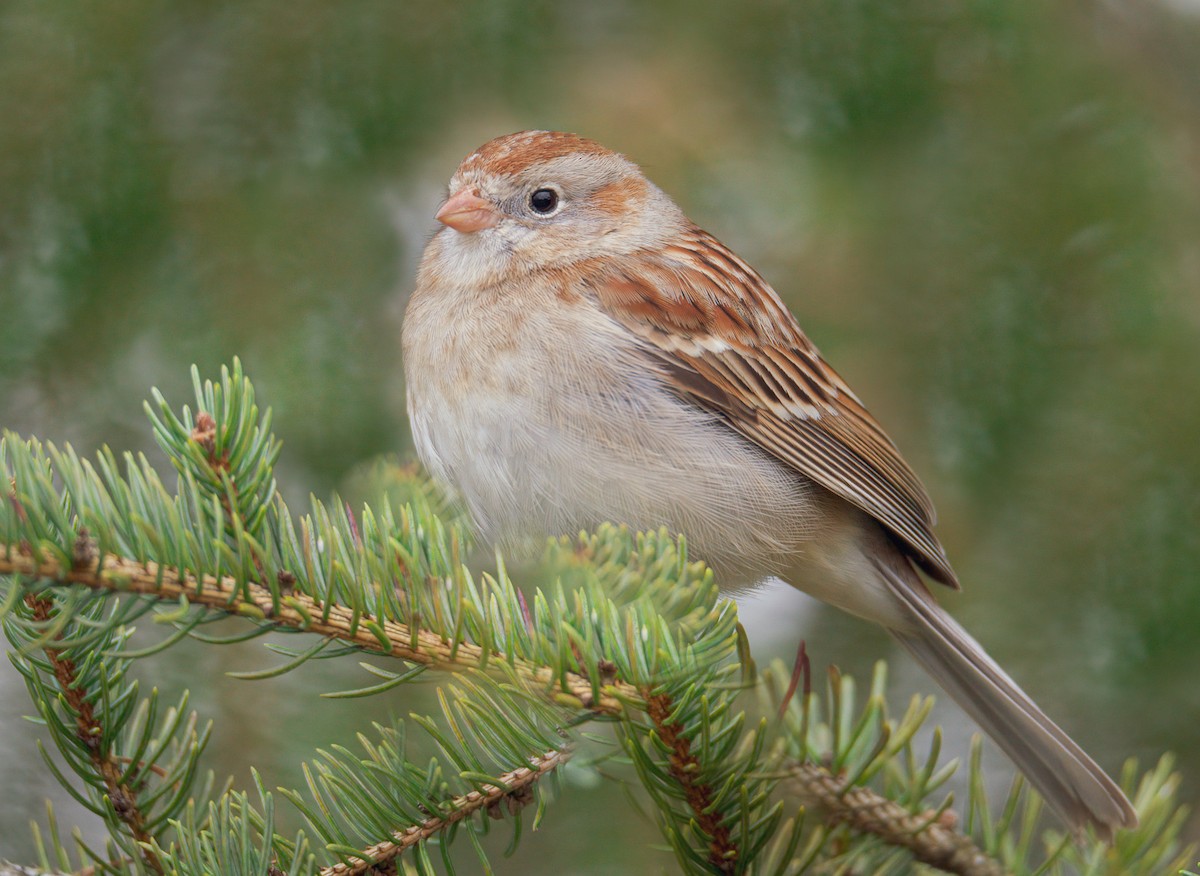Field Sparrow - ML428634221