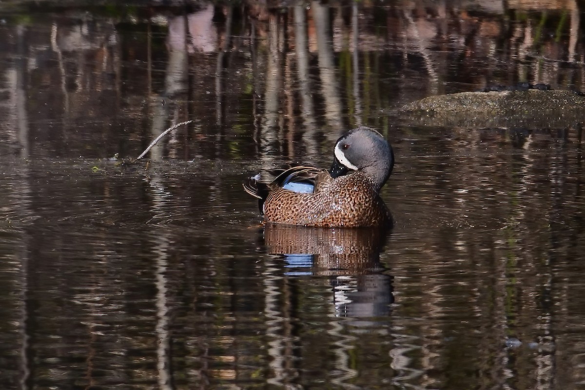 Blue-winged Teal - ML428636041