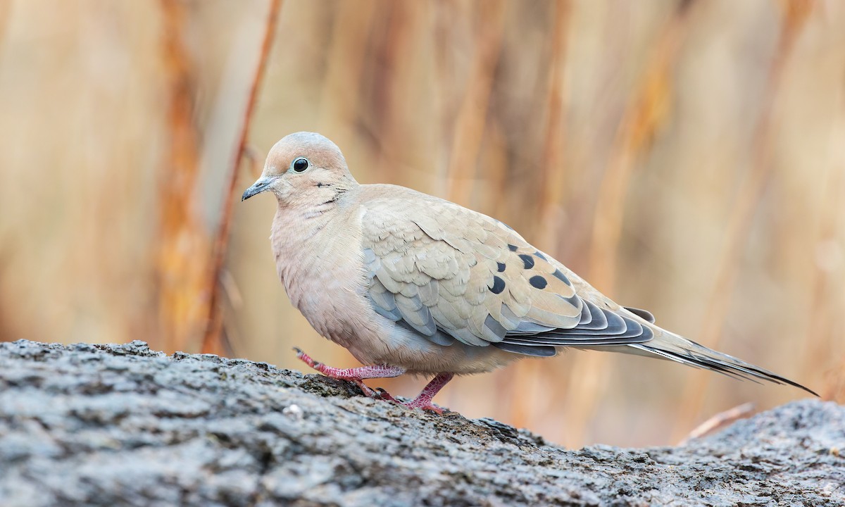 Mourning Dove - Cesar Ponce