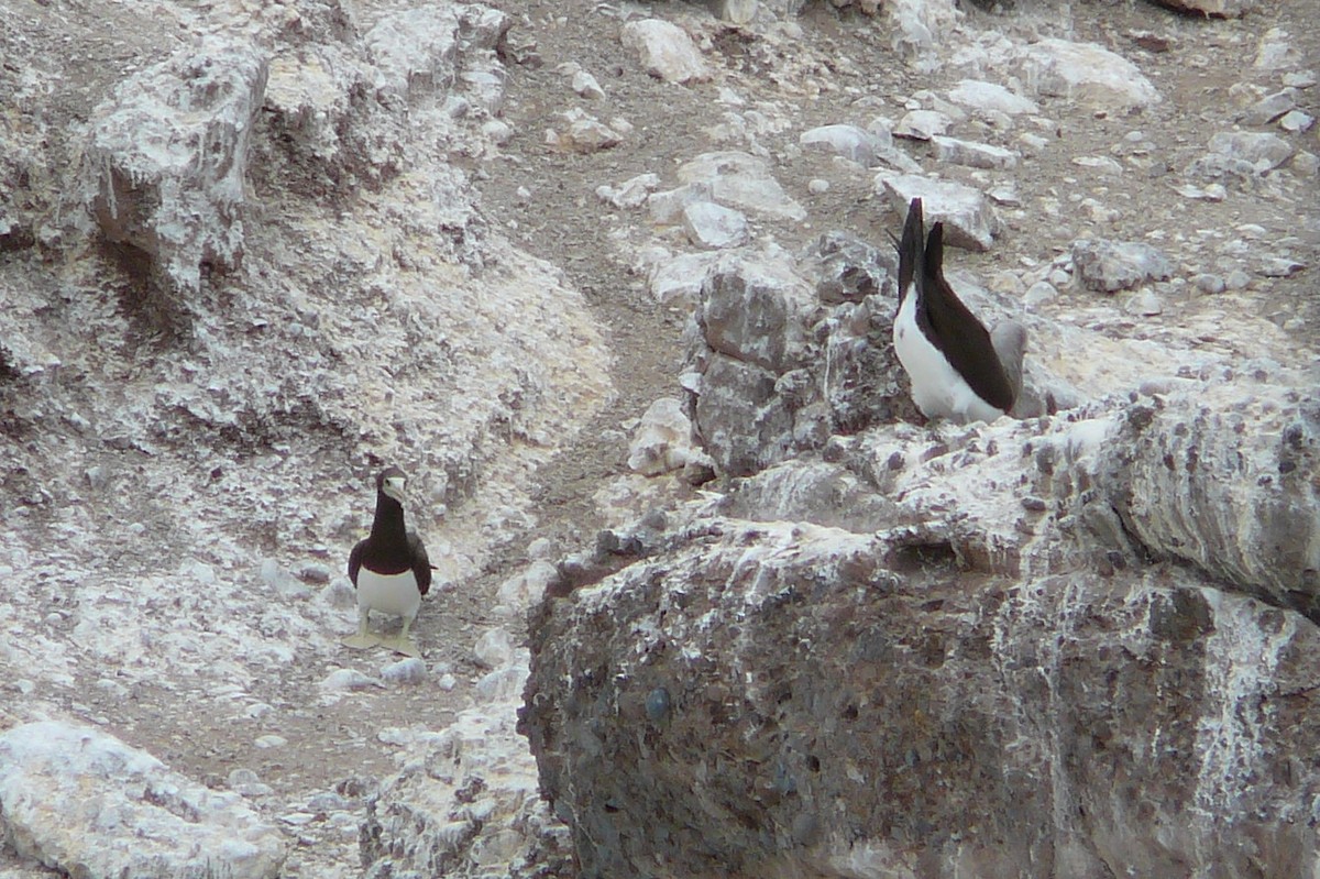 Brown Booby - ML42863881