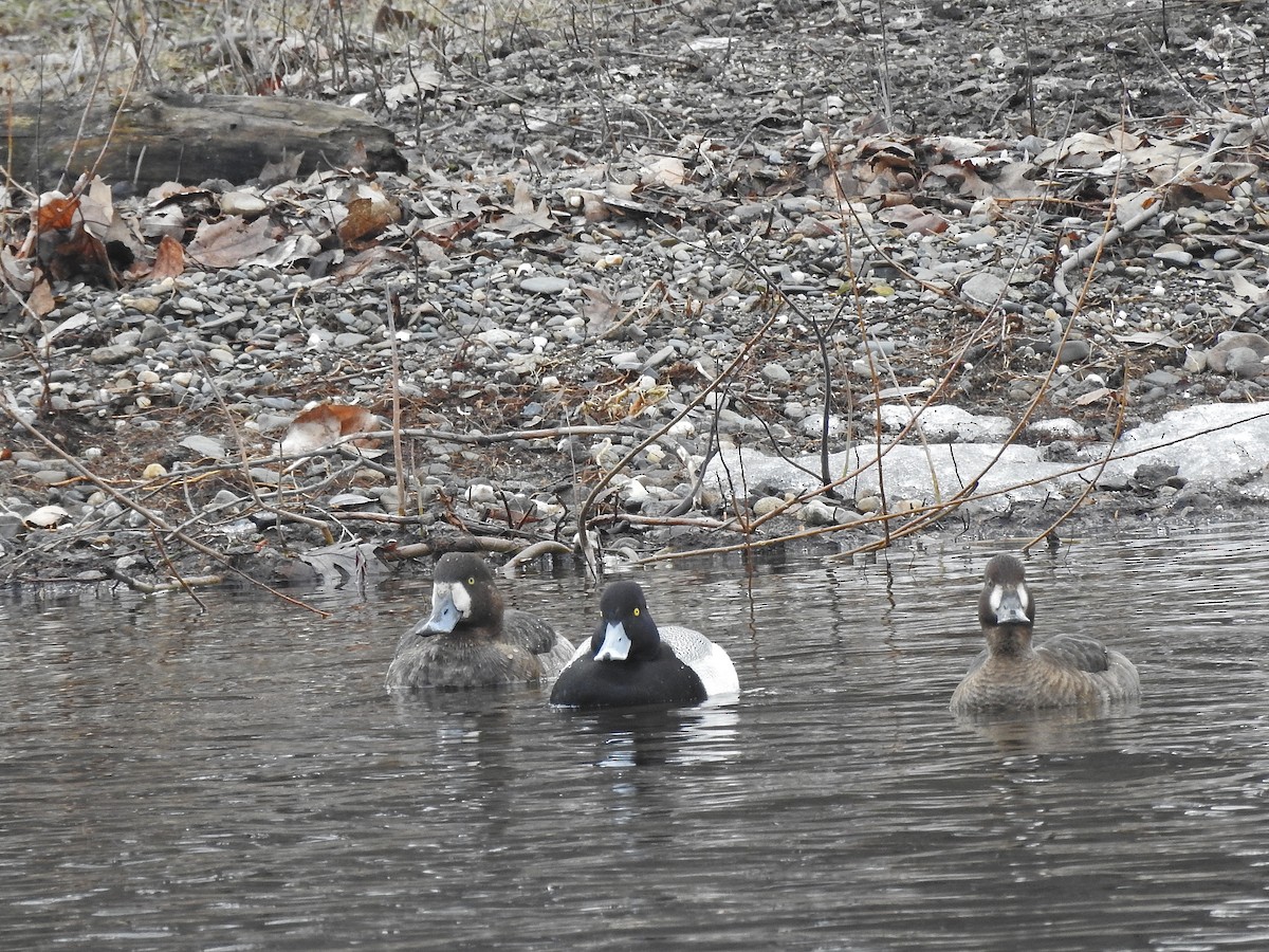 Greater Scaup - ML428642291