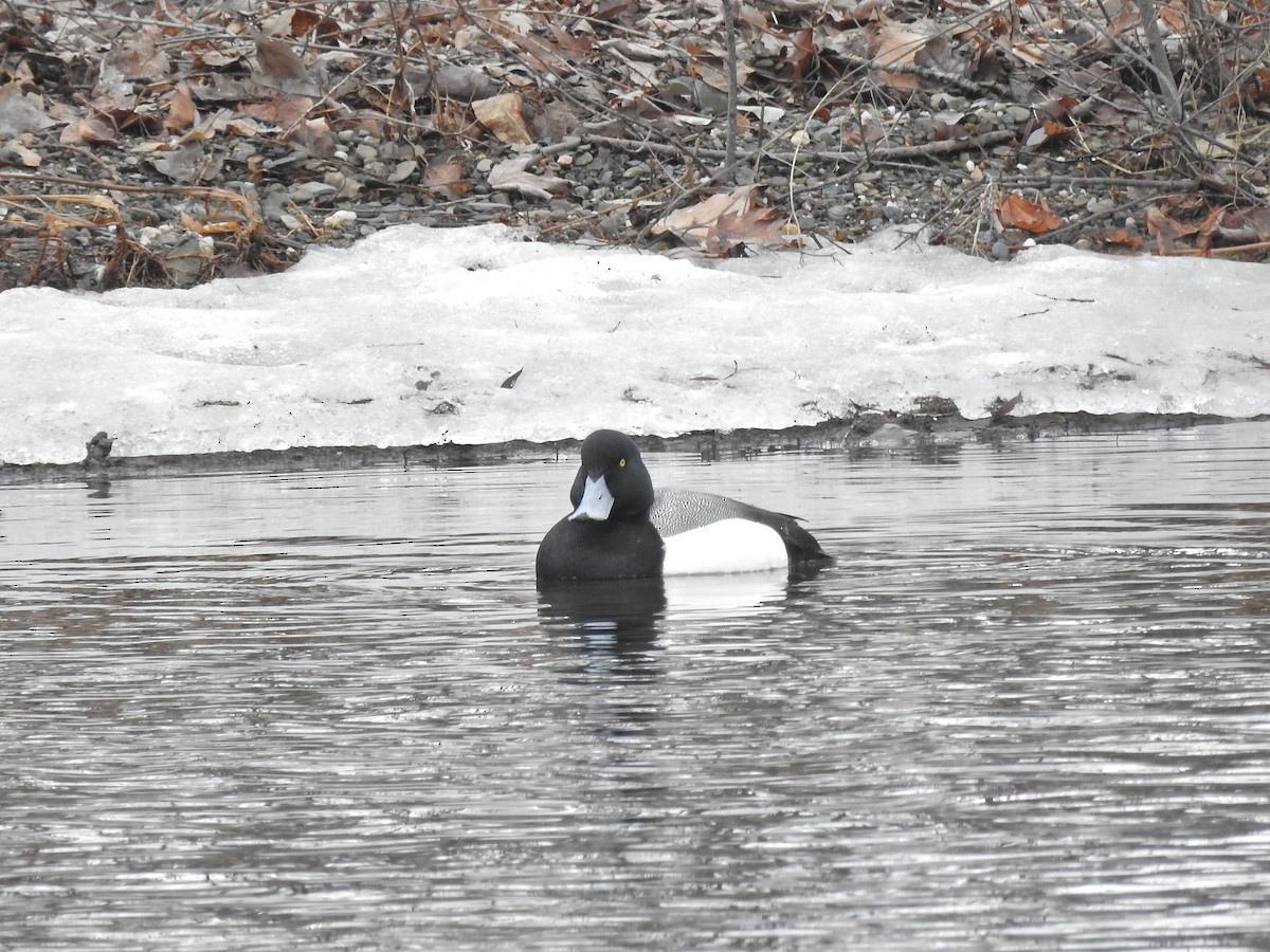 Greater Scaup - ML428643401