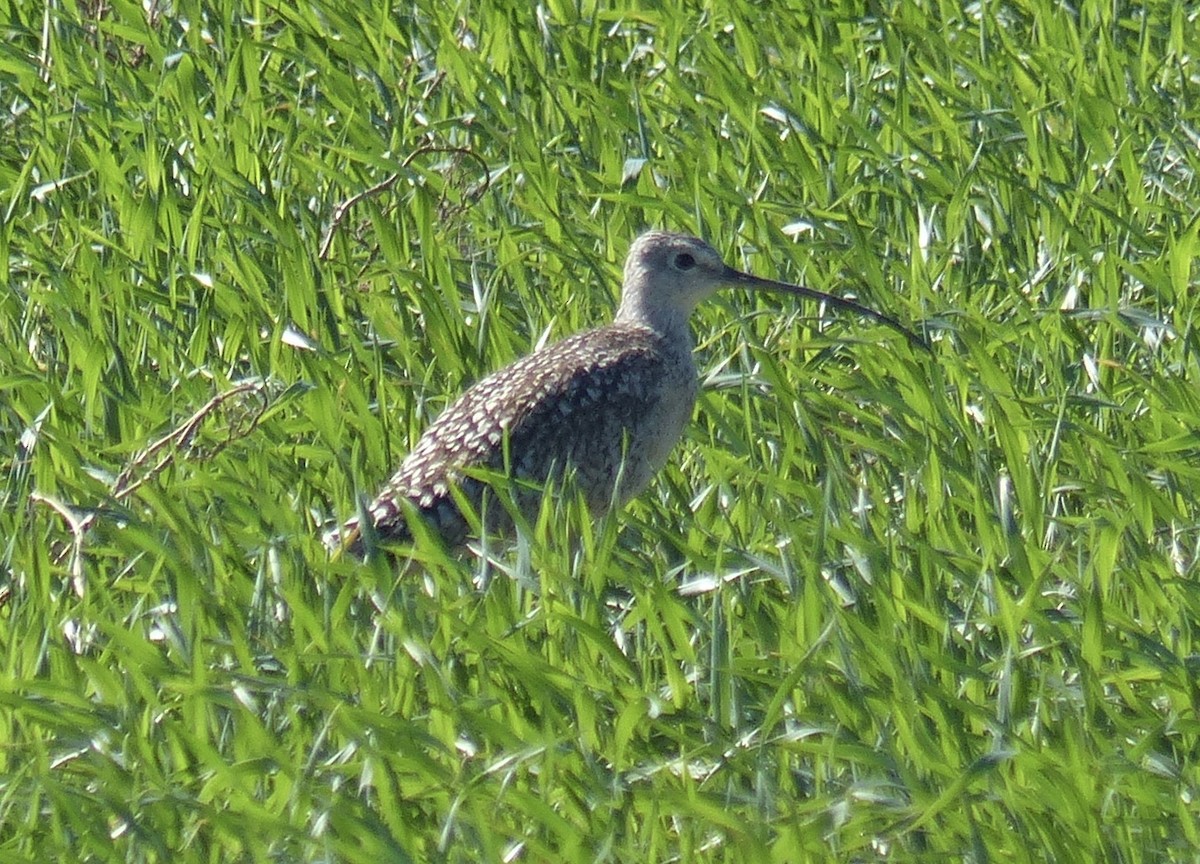 Long-billed Curlew - ML428643521