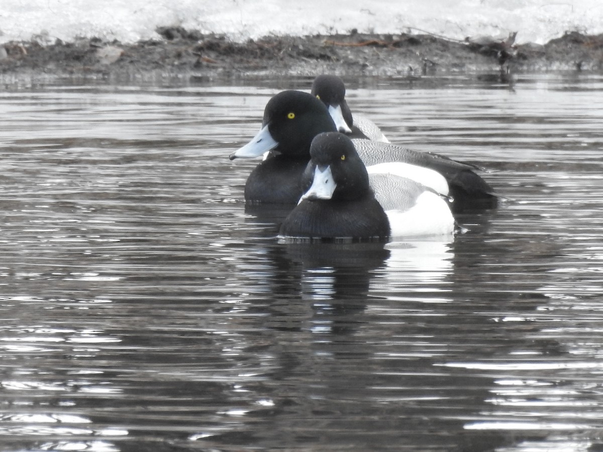 Greater Scaup - ML428643701