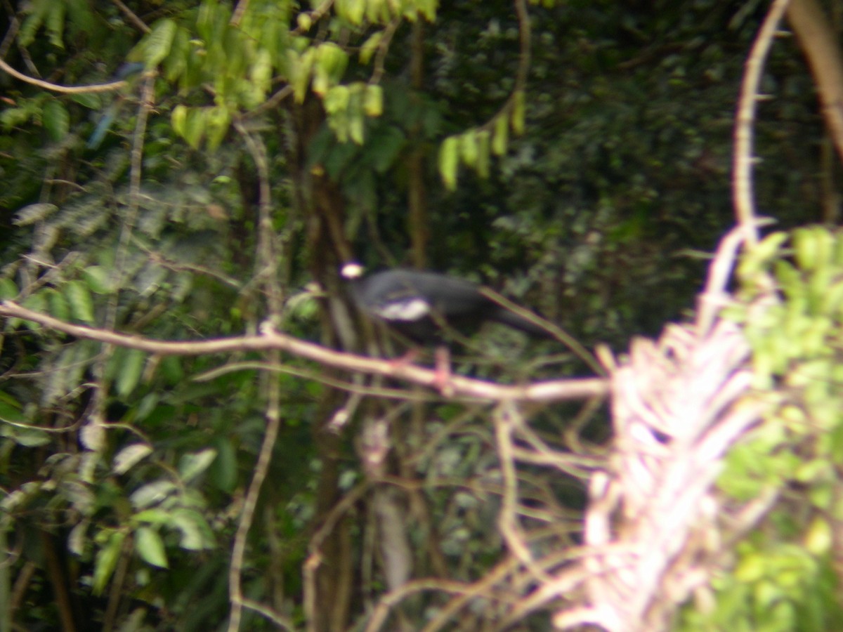 Blue-throated Piping-Guan - ML42865251